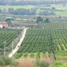 Carica l'immagine nel visualizzatore di Gallery, agrumeto in vegetazione
