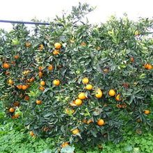Carica l'immagine nel visualizzatore di Gallery, albero arance vaniglia