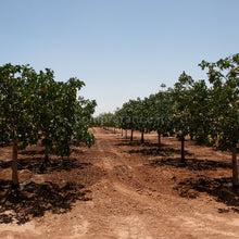 Carica l'immagine nel visualizzatore di Gallery, albero di pistacchio