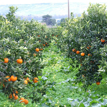 Carica l'immagine nel visualizzatore di Gallery, arance per spremuta