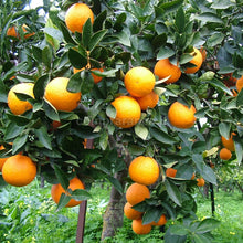 Carica l'immagine nel visualizzatore di Gallery, grappolo arance di Ribera