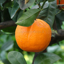 Carica l'immagine nel visualizzatore di Gallery, particolare arancia di Ribera