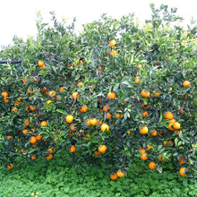 Carica l'immagine nel visualizzatore di Gallery, pianta di arance