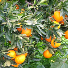 Carica l'immagine nel visualizzatore di Gallery, arance per ottime spremute