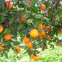 Carica l'immagine nel visualizzatore di Gallery, arance vaniglia o apireno