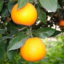 Carica l'immagine nel visualizzatore di Gallery, dolci e succose arance vaniglia