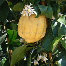 Carica l'immagine nel visualizzatore di Gallery, il cedro e la zagara