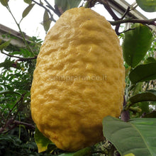 Carica l'immagine nel visualizzatore di Gallery, un bel frutto di cedro dalle nostre coltivazioni