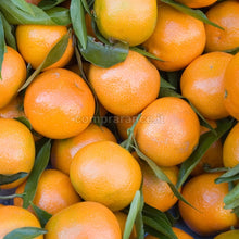 Carica l&#39;immagine nel visualizzatore di Gallery, gruppo di clementine senza semi
