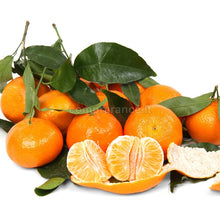 Carica l'immagine nel visualizzatore di Gallery, clementine della nostra azienda agricola