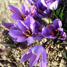 Carica l'immagine nel visualizzatore di Gallery, fiori di zafferano