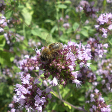 Carica l'immagine nel visualizzatore di Gallery, origano che viene impollinato da ape