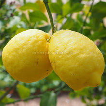Carica l&#39;immagine nel visualizzatore di Gallery, coppia di limoni coltivati a Ribera
