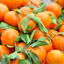 Carica l'immagine nel visualizzatore di Gallery, tardivo di Ciaculli