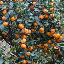 Carica l'immagine nel visualizzatore di Gallery, gruppo di mandarini che maturano tardivamente