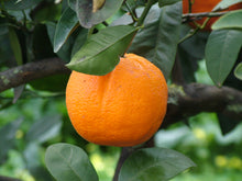 Carica l'immagine nel visualizzatore di Gallery, arance