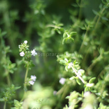 Carica l'immagine nel visualizzatore di Gallery, origano in fiore