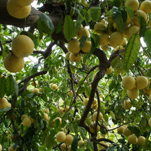 Carica l'immagine nel visualizzatore di Gallery, pompelmi gialli di Ribera da raccogliere