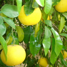 Carica l'immagine nel visualizzatore di Gallery, particolare di alcuni pompelmi gialli