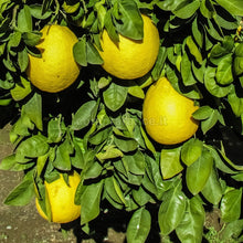 Carica l'immagine nel visualizzatore di Gallery, pompelmi gialli pronti da raccohliere