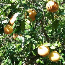 Carica l'immagine nel visualizzatore di Gallery, pompelmo rosa da raccogliere