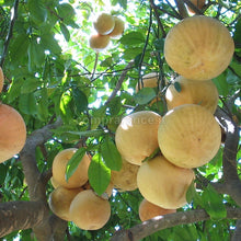 Carica l'immagine nel visualizzatore di Gallery, pompelmo rosa di Ribera