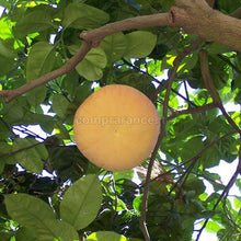 Carica l'immagine nel visualizzatore di Gallery, particolare di un pompelmo rosa