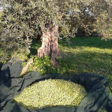 Carica l'immagine nel visualizzatore di Gallery, raccolta olive