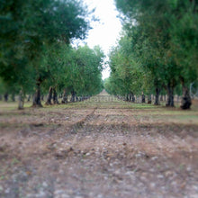 Carica l'immagine nel visualizzatore di Gallery, coltivazione di ulivi