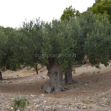 Carica l'immagine nel visualizzatore di Gallery, pianta di ulivo esemplare