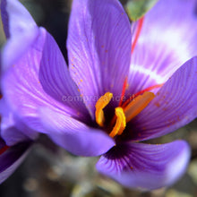Carica l'immagine nel visualizzatore di Gallery, particolare del fiore di zafferano