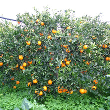 Carica l&#39;immagine nel visualizzatore di Gallery, albero con arance per fare fresche spremute
