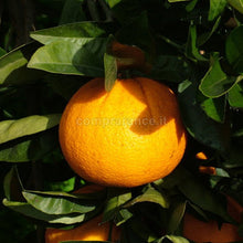 Carica l&#39;immagine nel visualizzatore di Gallery, il top delle arance vaniglia prodotte a Ribera

