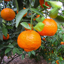 Carica l&#39;immagine nel visualizzatore di Gallery, i nostri mandarini senza semi
